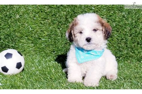 maltipoo puppies for sale san diego|maltipoo puppy rescue san diego.